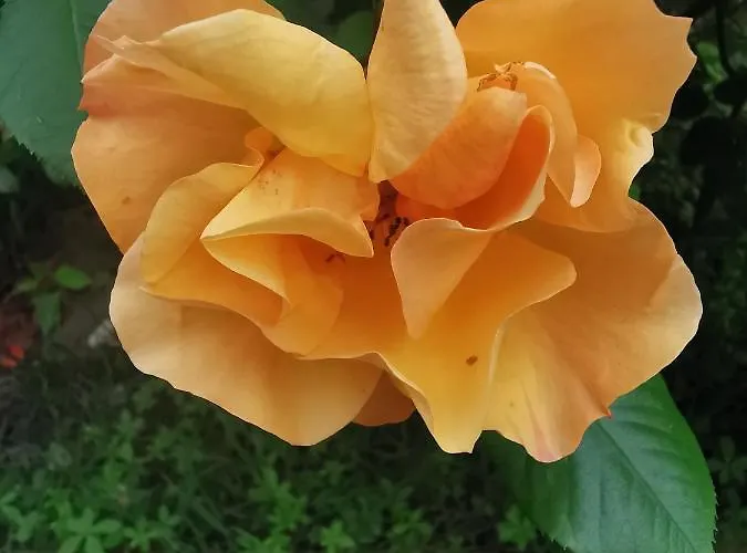 住宿加早餐酒店 La Casa Del Barbiere 3*