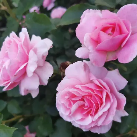 La Casa Del Barbiere Bed & Breakfast Modena