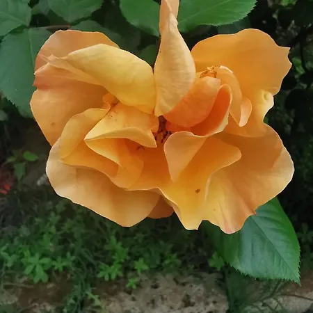 לינה וארוחת בוקר La Casa Del Barbiere 3*