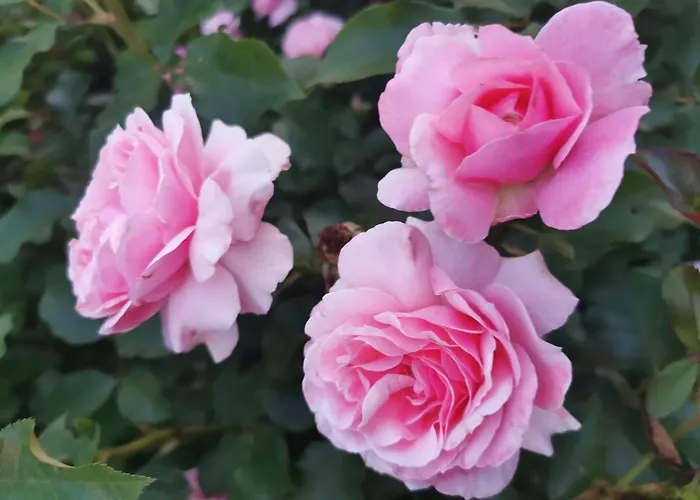 La Casa Del Barbiere Bed & Breakfast Modena